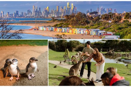 Penguin Parade, Maru Koala Animal Park & Brighton Bathing Boxes