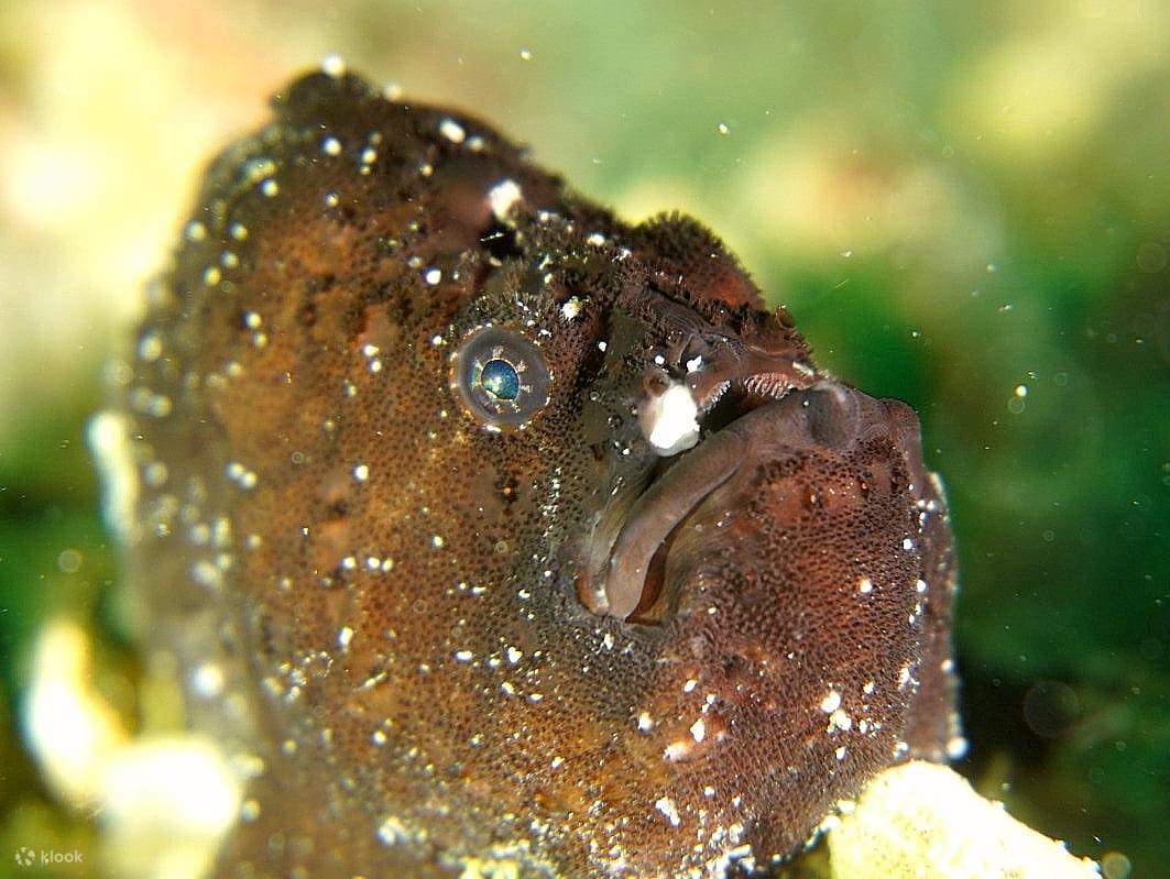 Witnessing the kaleidoscope of marine wonders beneath Perhentian's waves: a diver's paradise