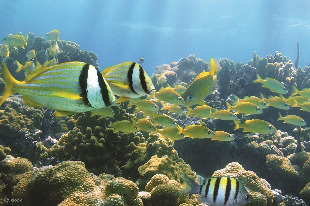 Faites de la plongée avec tuba parmi les récifs coralliens vibrants et repérez des poissons tropicaux colorés sous l'eau