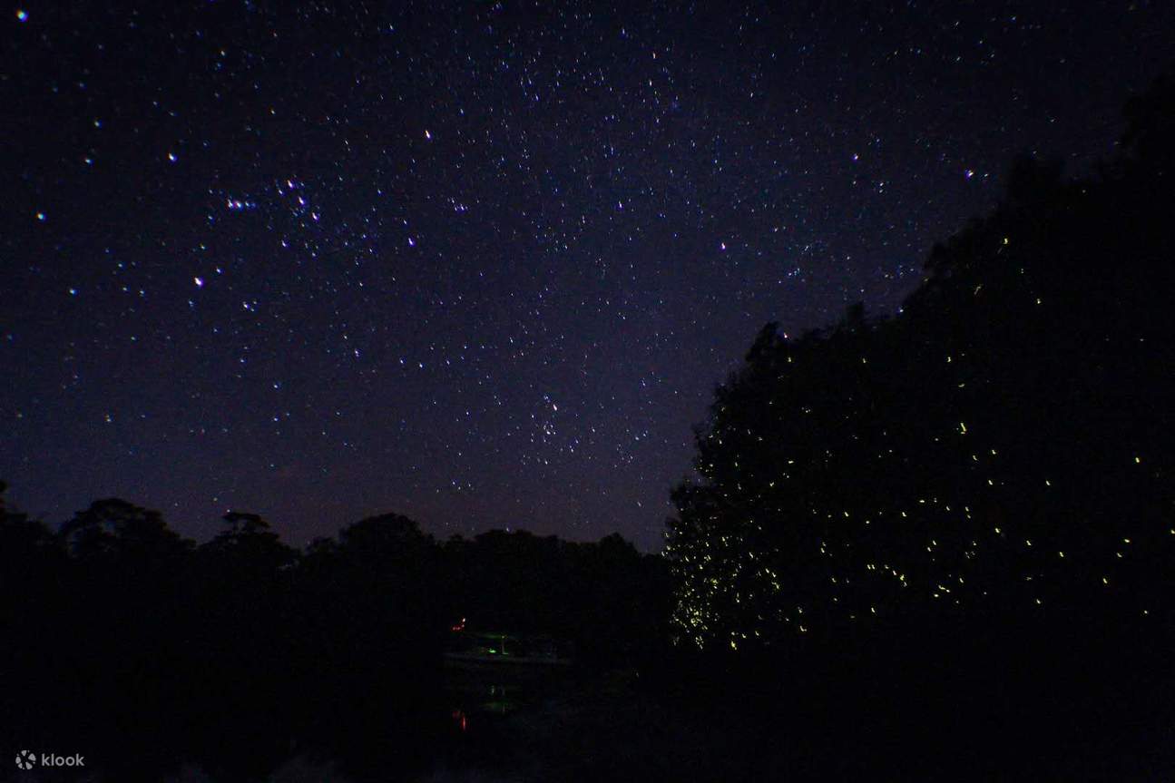 Sabah travel fireflies