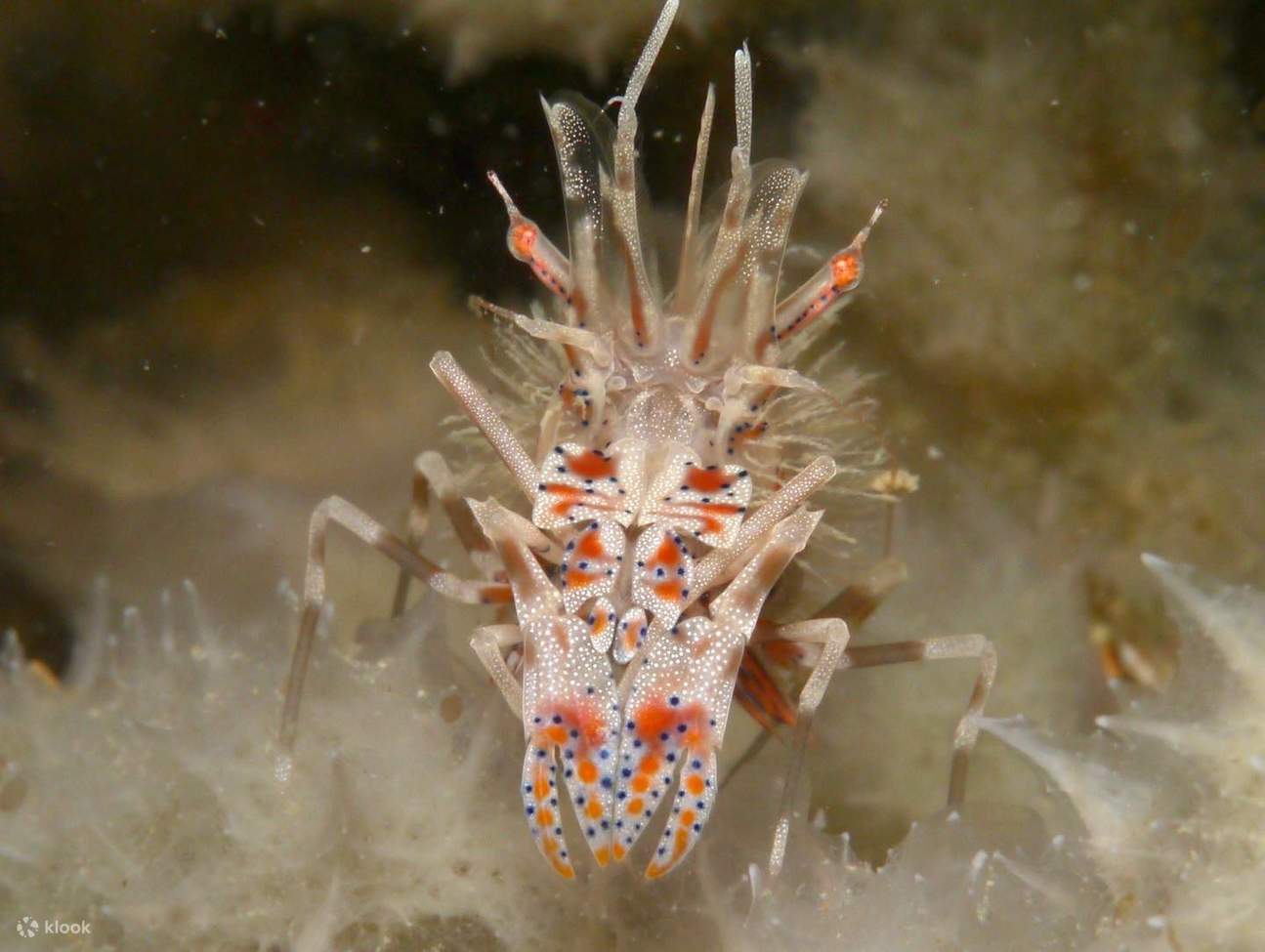 From breathtaking coral reefs to playful marine creatures, Perhentian offers unforgettable diving experiences for all