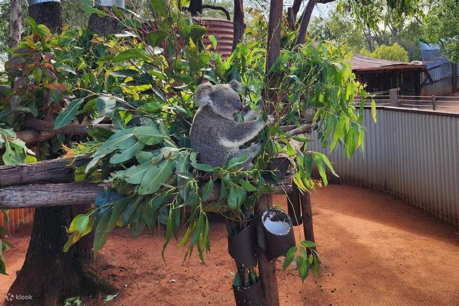 Koala sleeping