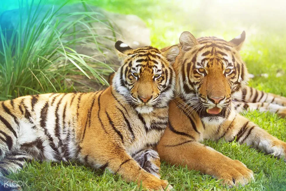 Dreamworld tigers